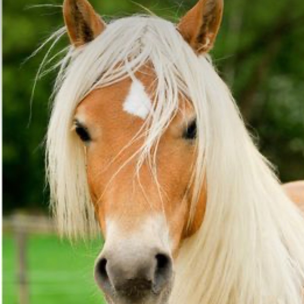 Meet your Posher, Carol